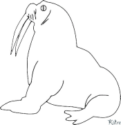 walrus Pagine Di Culore Stampabile